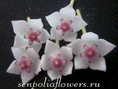 Hoya Bella Variegata